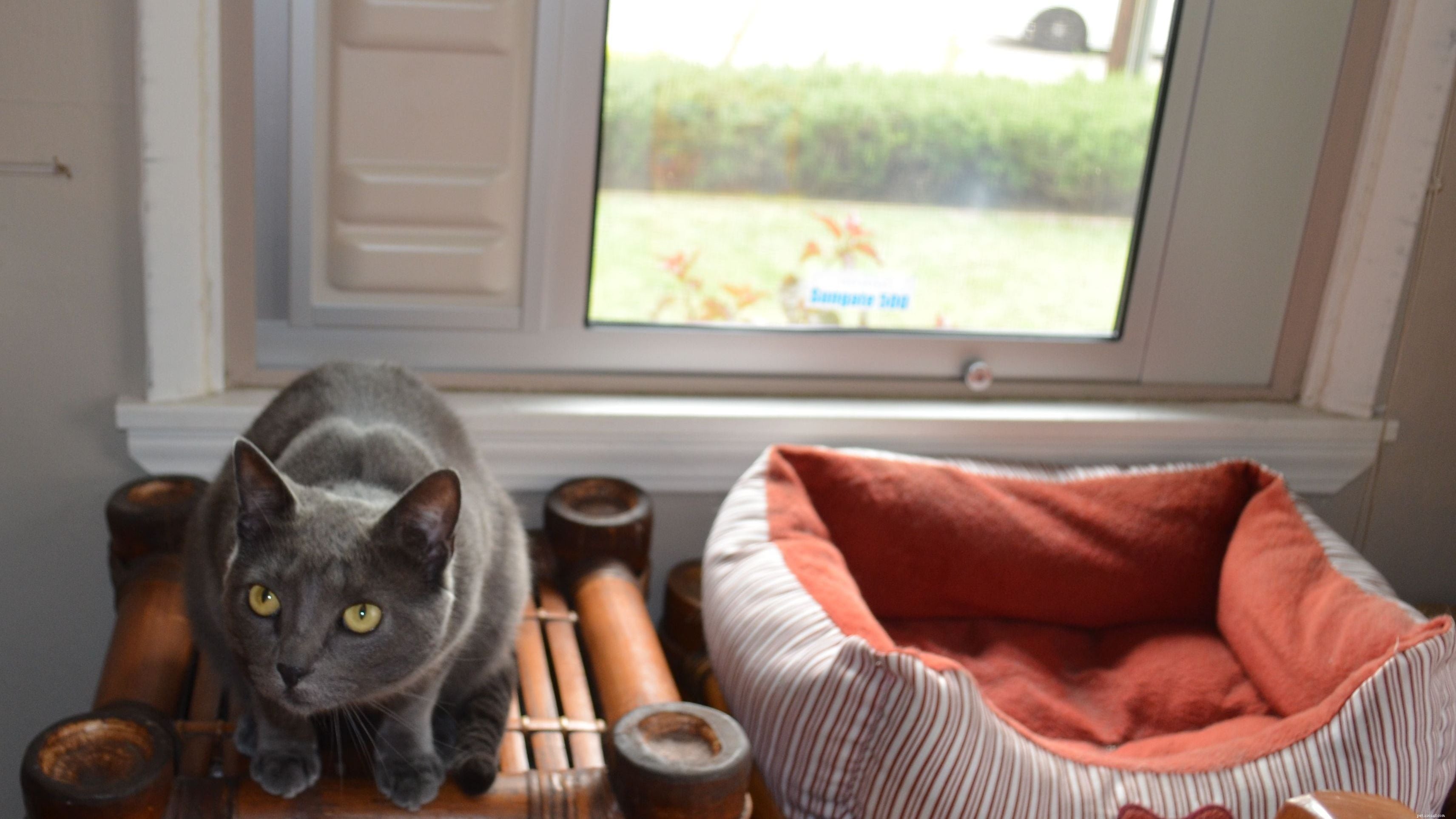 Master Cat Leash Training: Step‑by‑Step Guide for Indoor Cats