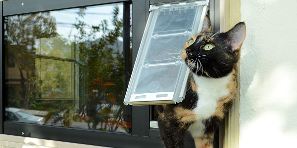 Teach Your Cat to Use a Cat Flap – Easy, Proven Steps for Every Owner