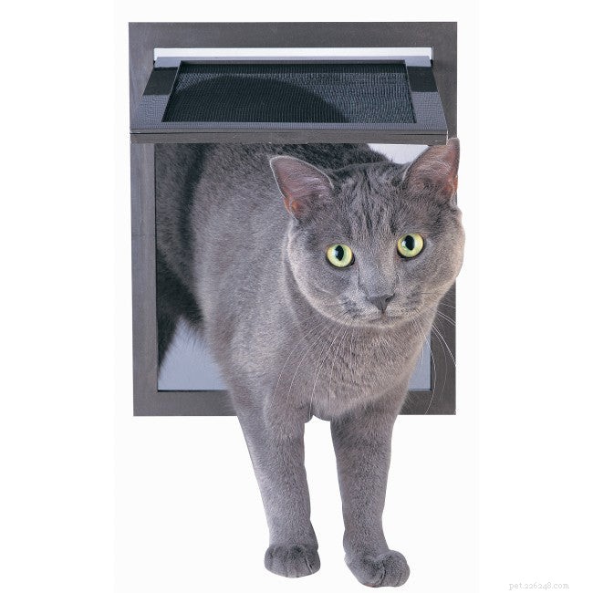 Stop Indoor Cats from Escaping: Proven Strategies & Tips