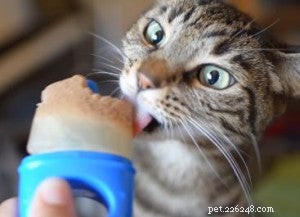 Stop Indoor Cats from Escaping: Proven Strategies & Tips