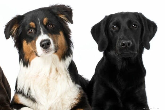 Meet the Aussiedor: A Friendly Australian Shepherd‑Lab Mix