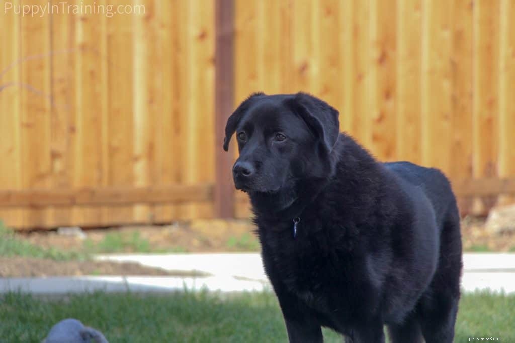 Meet the Aussiedor: A Friendly Australian Shepherd‑Lab Mix