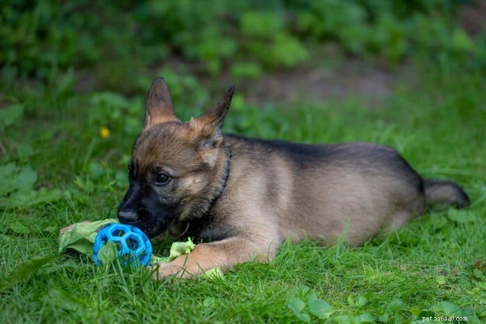 Discover the Unique Appeal of the Sable German Shepherd
