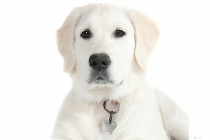 Understanding the English Cream Golden Retriever: Traits, Standards, and Misconceptions