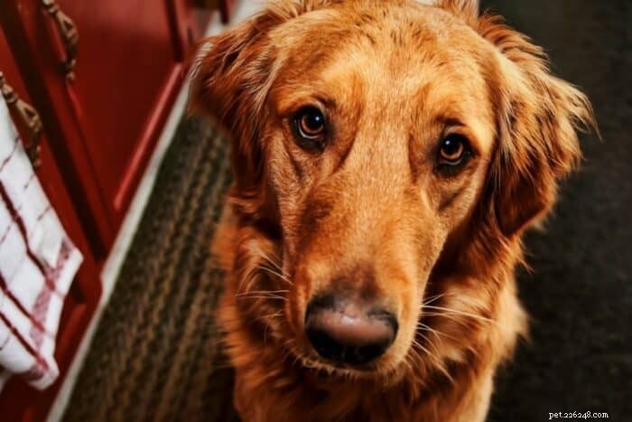 Understanding the Red Golden Retriever: Traits, Care, and What Makes It Unique