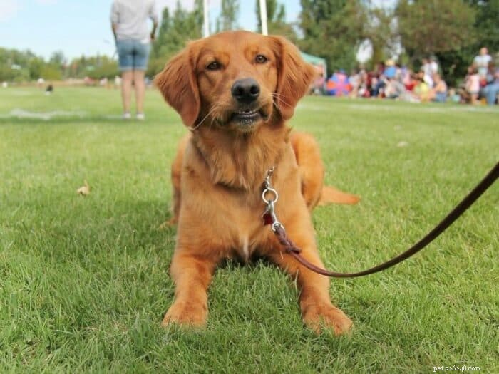Goldador: The Ideal Blend of Labrador and Golden Retriever