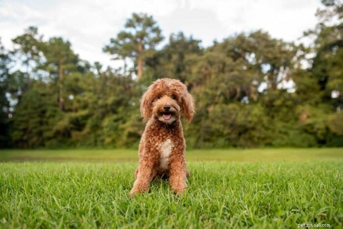 Mini Goldendoodle: Comprehensive Guide to Breed Traits, Care, and Training