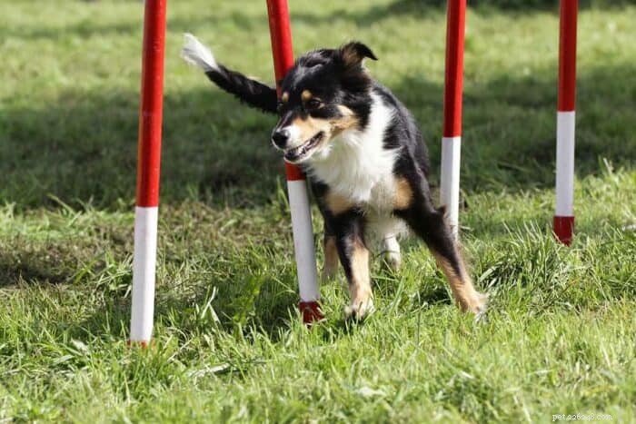 Why the Miniature American Shepherd Stands Out: A Small, Smart, and Energetic Companion