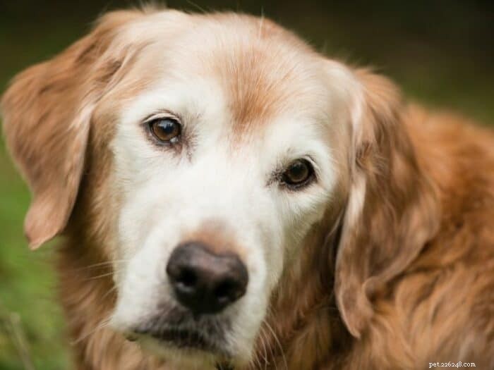 Is 13 a Senior Age for a Golden Retriever? Insights on Lifespan and Health