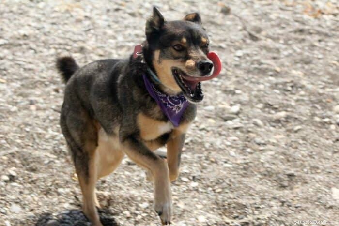Rottskies: The Rottweiler‑Husky Designer Breed – Strong, Loyal, and Family‑Friendly
