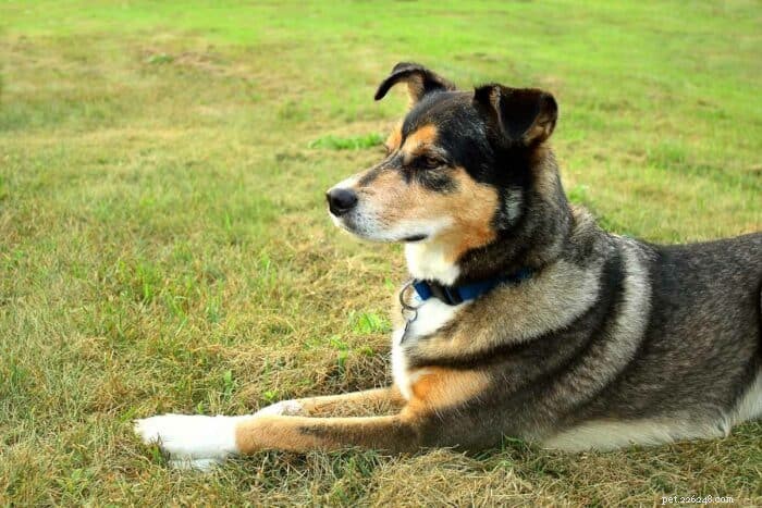 What to Expect from a German Shepherd × Husky (Shepsky) Mix