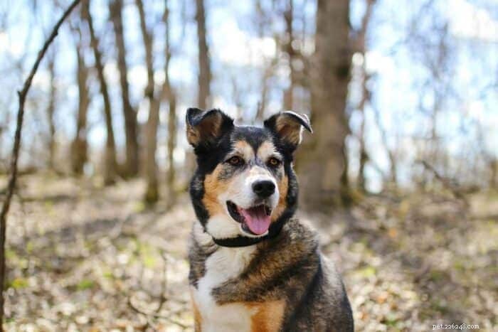 Shollie: The Intelligent Blend of Border Collie and German Shepherd
