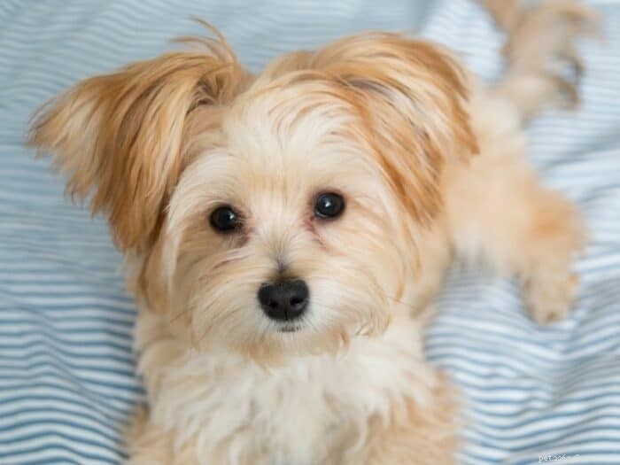 Morkie Puppies: Your Guide to the Charming Maltese–Yorkshire Terrier Mix