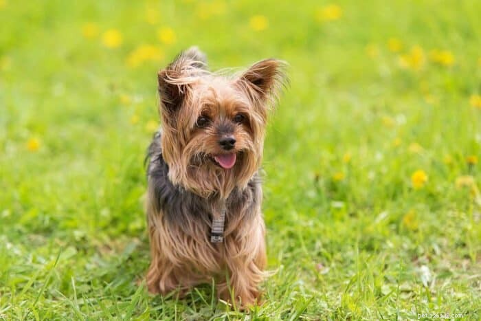 The Ultimate Guide to Naming Your Yorkshire Terrier