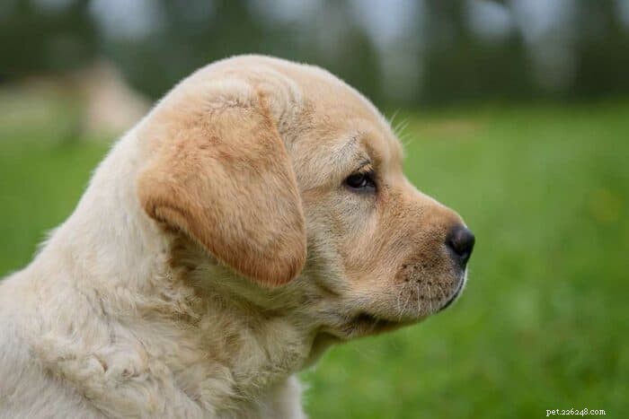 Top 25 Names for Yellow Labs – Classic & Modern Choices for Your New Furry Friend