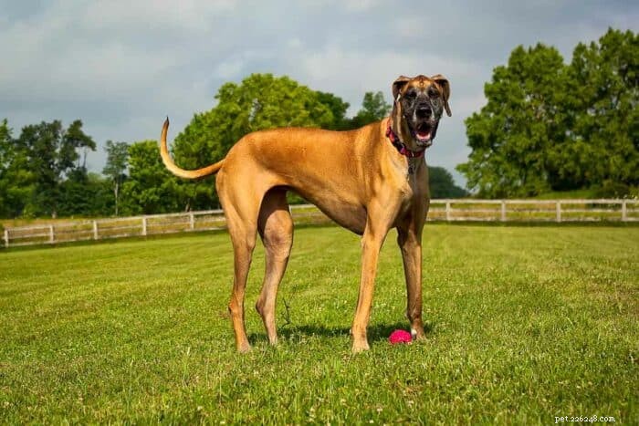 Top 20 Great Dane Dog Names That Reflect Their Majestic Size & Personality