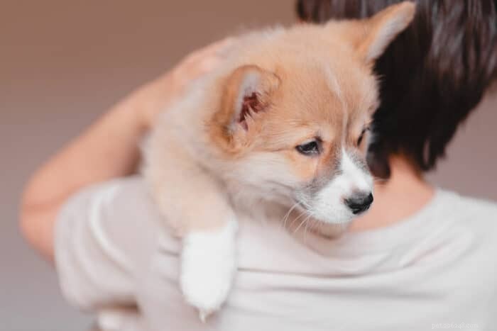 Top Sassy Names for Female Dogs with Attitude