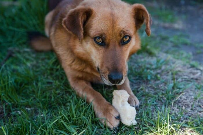 American Cur Dogs: Expert Insights & Care Guide