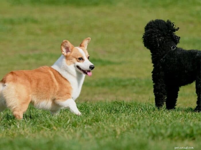 Corgipoo Essentials: Key Facts & Traits of the Corgi-Poodle Hybrid