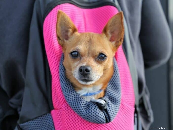 Deer Head Chihuahua: The Classic Small Dog Choice