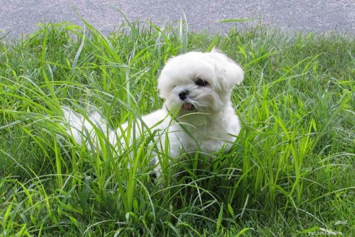 Teacup Maltese Overview: Essential Facts About the Petite, Charming Companion