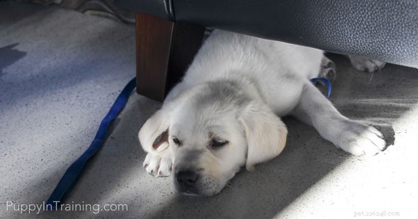 The True Cost of a Labrador Retriever Puppy: What You Need to Know