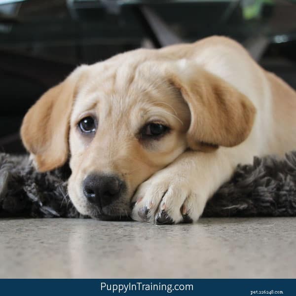 The True Cost of a Labrador Retriever Puppy: What You Need to Know