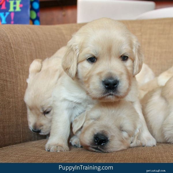 What to Expect: First Litter Size of a Golden Retriever