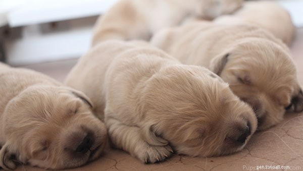 What to Expect: First Litter Size of a Golden Retriever