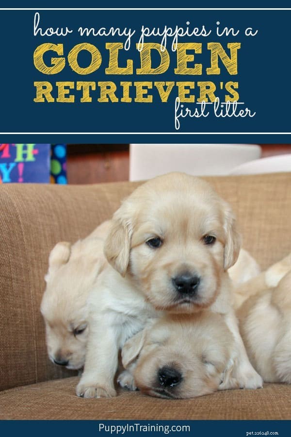 What to Expect: First Litter Size of a Golden Retriever