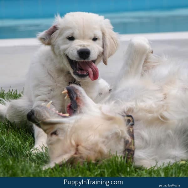 What to Do When Your Dog Is Attacked: Immediate Care and Prevention Tips