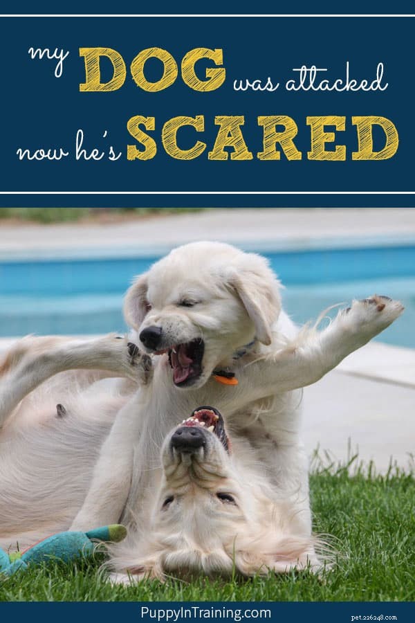 What to Do When Your Dog Is Attacked: Immediate Care and Prevention Tips