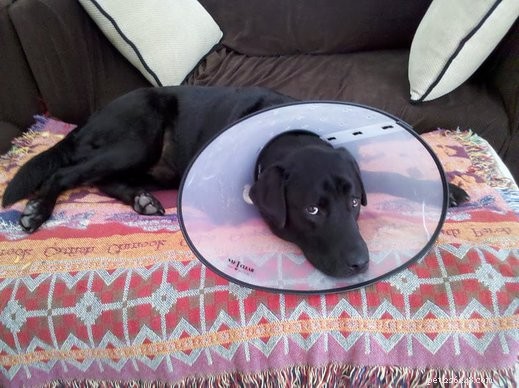 What to Do When Your Dog Is Attacked: Immediate Care and Prevention Tips