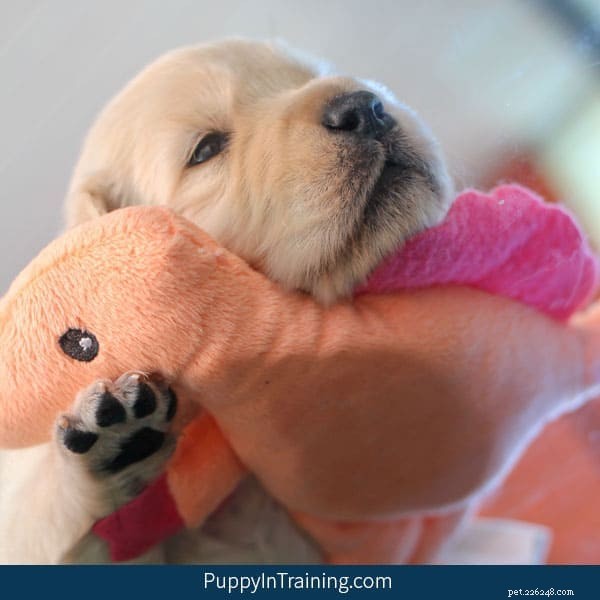 Week 3 Update: Our Golden Retriever Puppies Grow Stronger