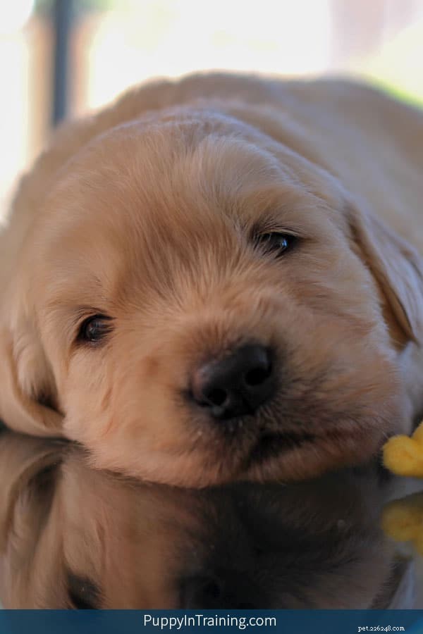 Week 3 Update: Our Golden Retriever Puppies Grow Stronger