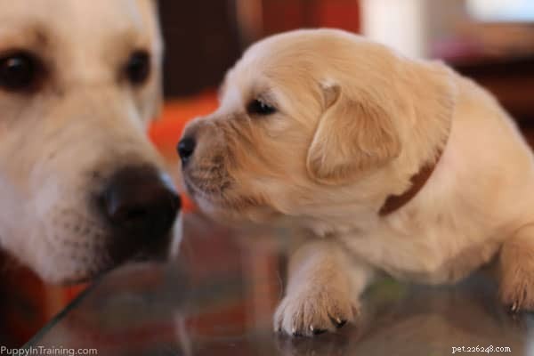 Week 3 Update: Our Golden Retriever Puppies Grow Stronger