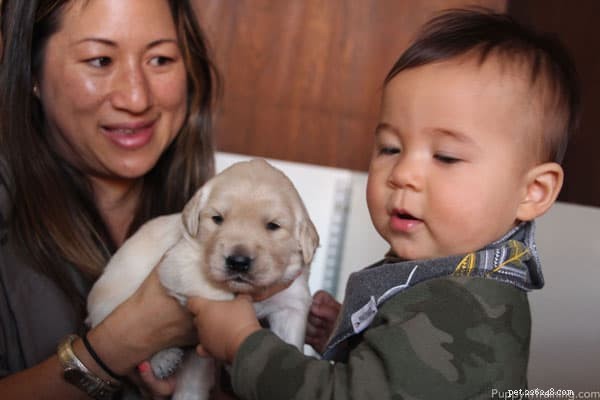 Week 3 Update: Our Golden Retriever Puppies Grow Stronger