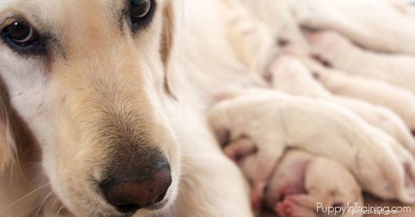 Essential Whelping Checklist: Supplies You Need Before Your Dog Gives Birth to Puppies