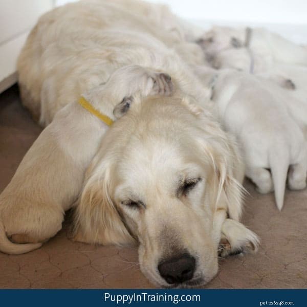 Essential Whelping Checklist: Supplies You Need Before Your Dog Gives Birth to Puppies