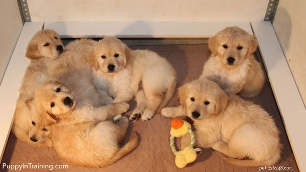 Week 7 Progress: Our Golden Retriever Pups Growing Stronger