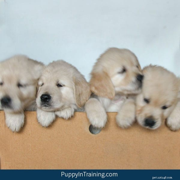 Week 7 Progress: Our Golden Retriever Pups Growing Stronger