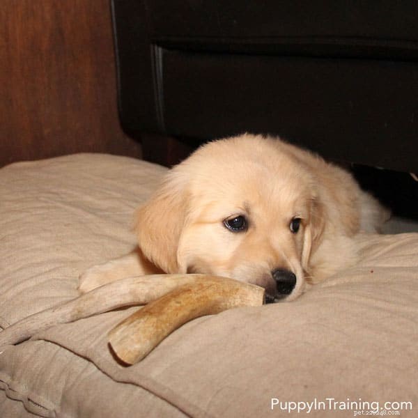 Week 7 Progress: Our Golden Retriever Pups Growing Stronger