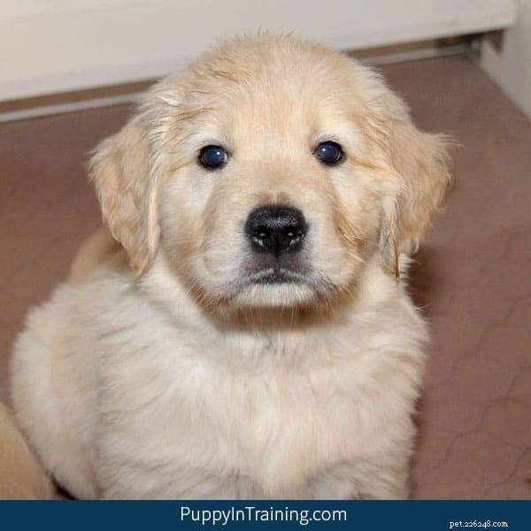 Week 7 Progress: Our Golden Retriever Pups Growing Stronger