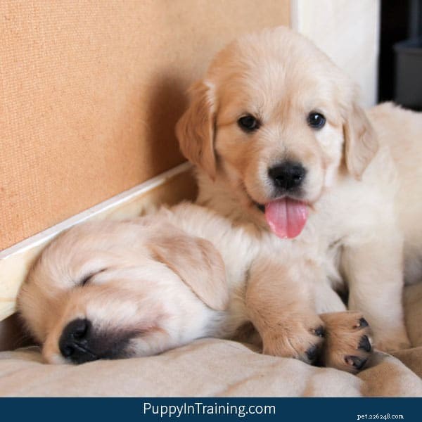 Golden Retriever Pups Week 6: Progress & Selection for Service Dogs