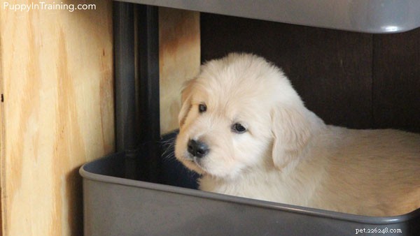 Golden Retriever Pups Week 6: Progress & Selection for Service Dogs