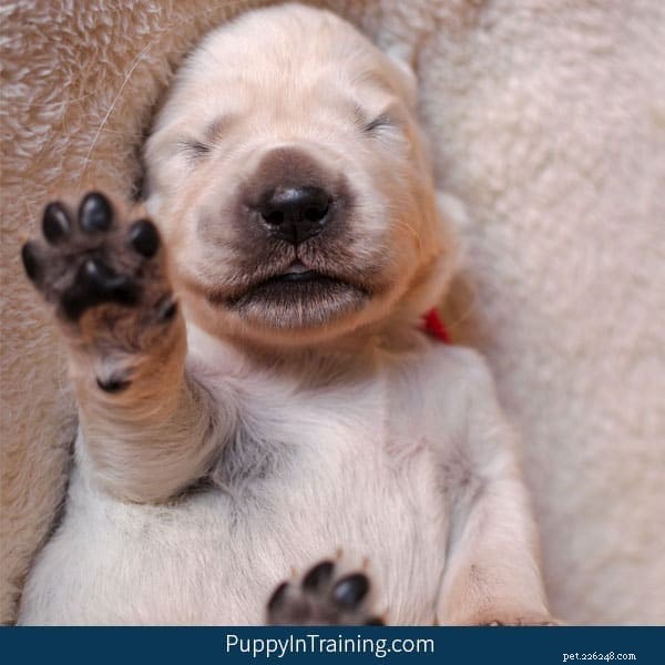 When to Bring Your Newborn Puppy to the Vet: Essential Timing and Care