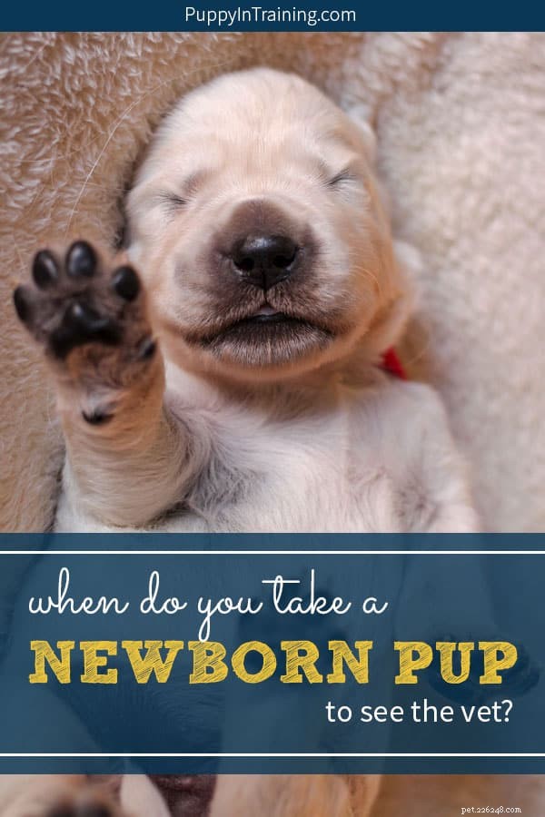 When to Bring Your Newborn Puppy to the Vet: Essential Timing and Care