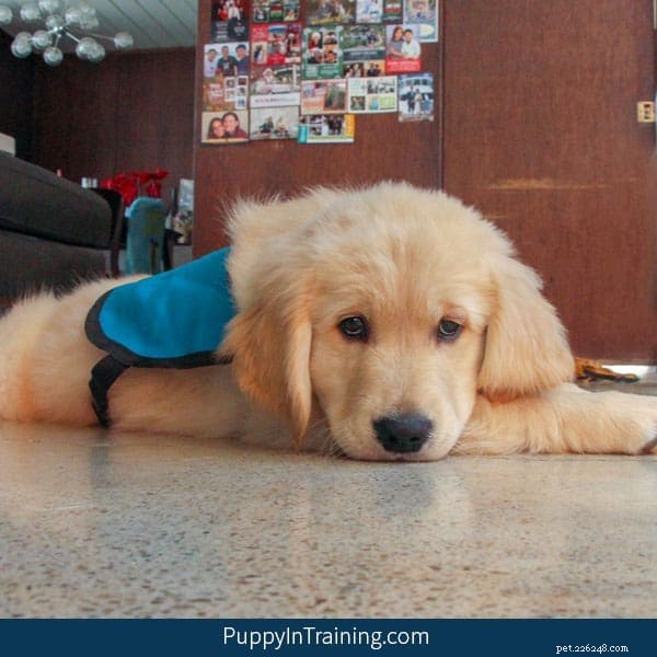 From Puppy to Service Dog: A Comprehensive Training Journey