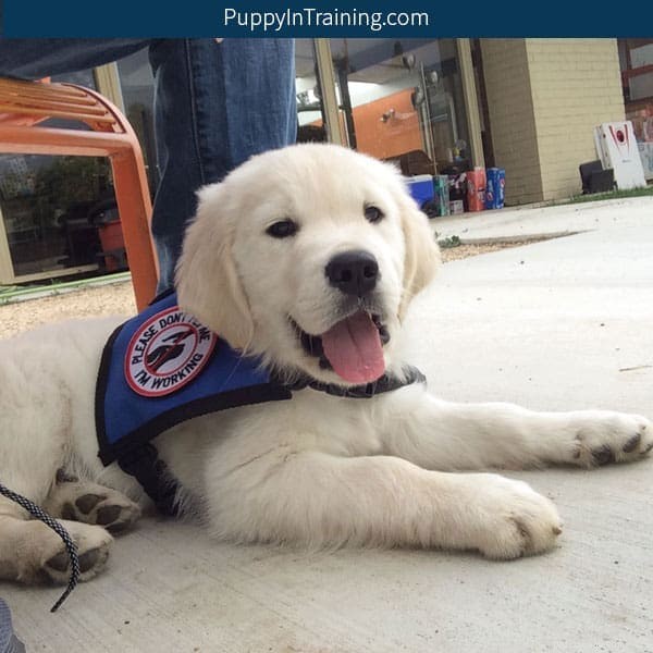 From Puppy to Service Dog: A Comprehensive Training Journey
