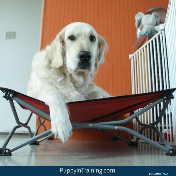 Teach Your Dog to  Go to Your Bed  with Proven Training Tips